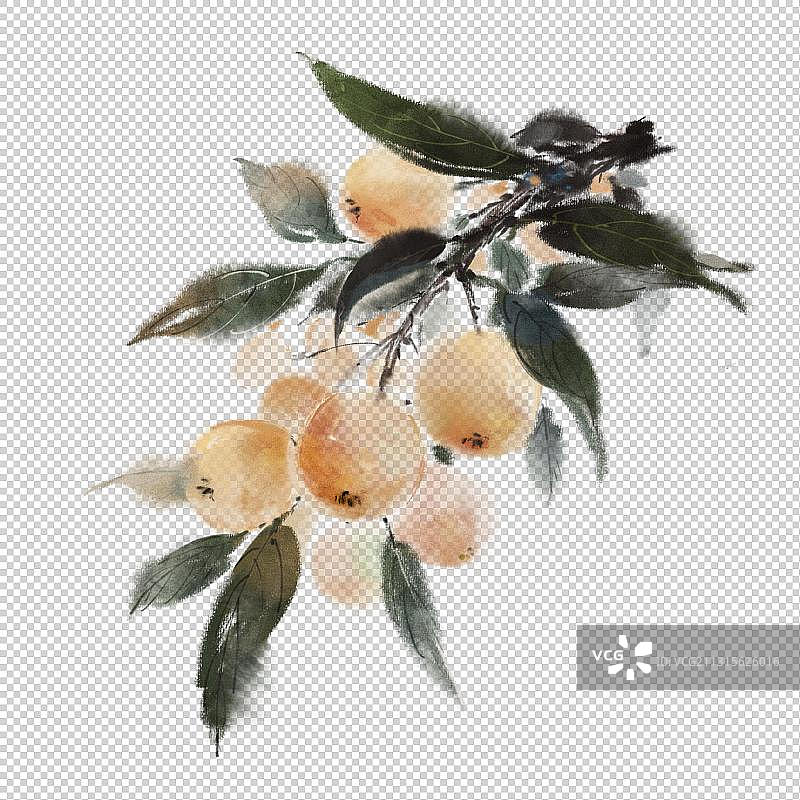 中国风古风水墨写意水果插画 ——枇杷图片素材