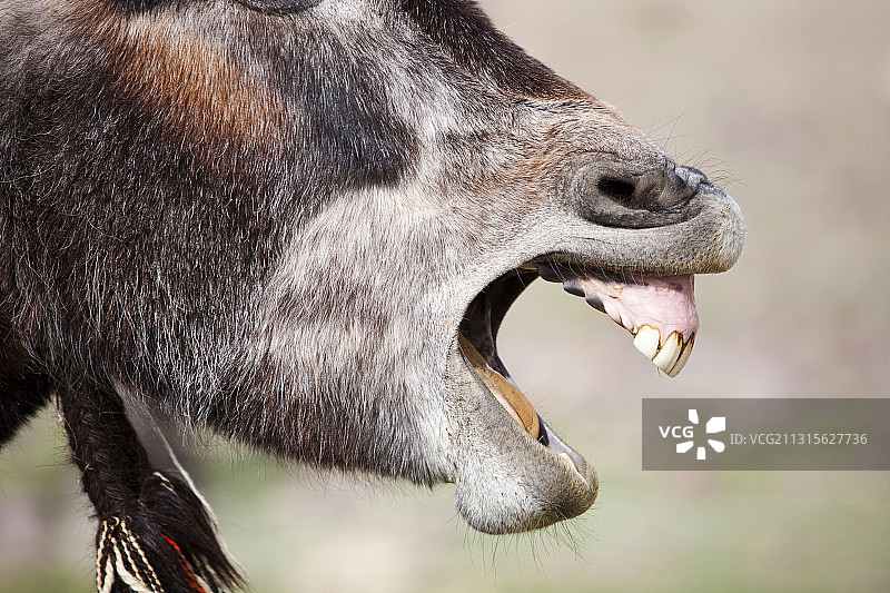 摩洛哥杰贝尔锡尔瓦地区打呵欠的骡子图片素材