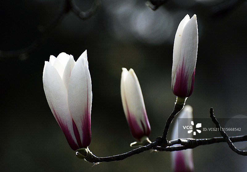 玉兰花图片素材