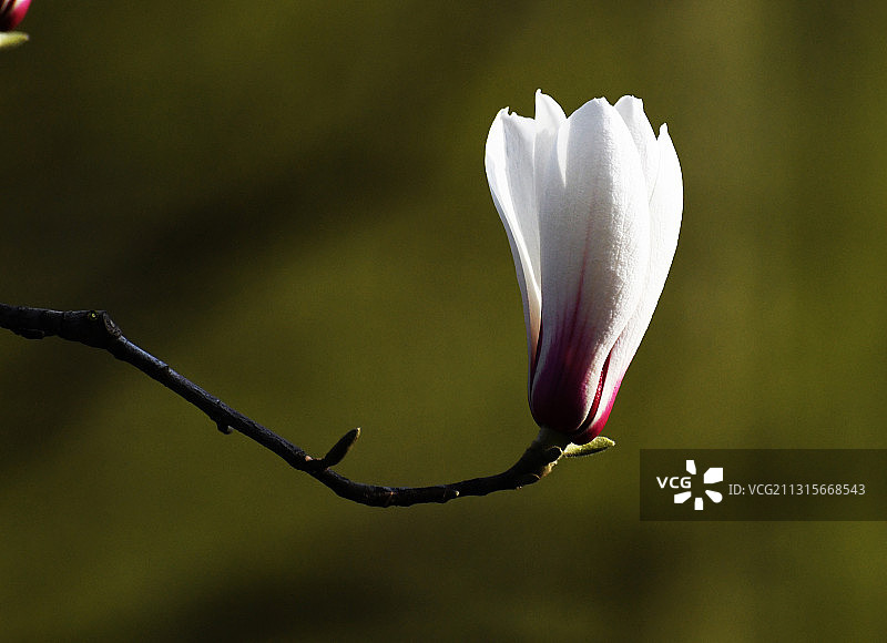 玉兰花图片素材