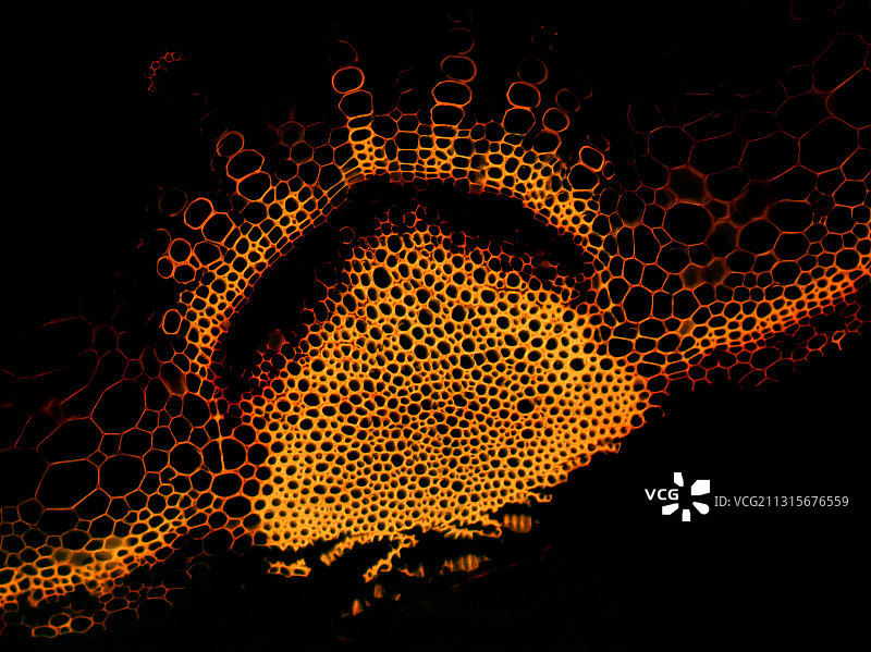 向日葵茎的截面图片素材
