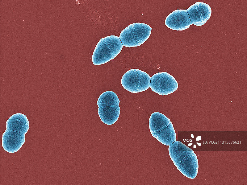 粪肠球菌图片素材