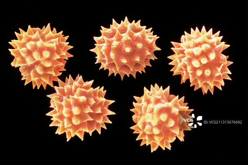 金鸡菊花粉图片素材