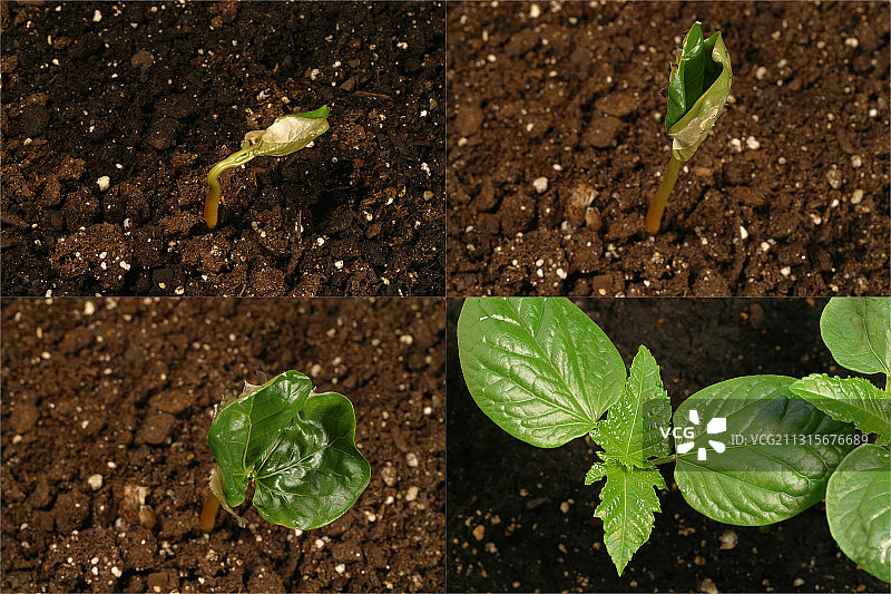 蓖麻发芽图片素材