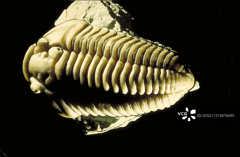 三叶虫化石图片素材