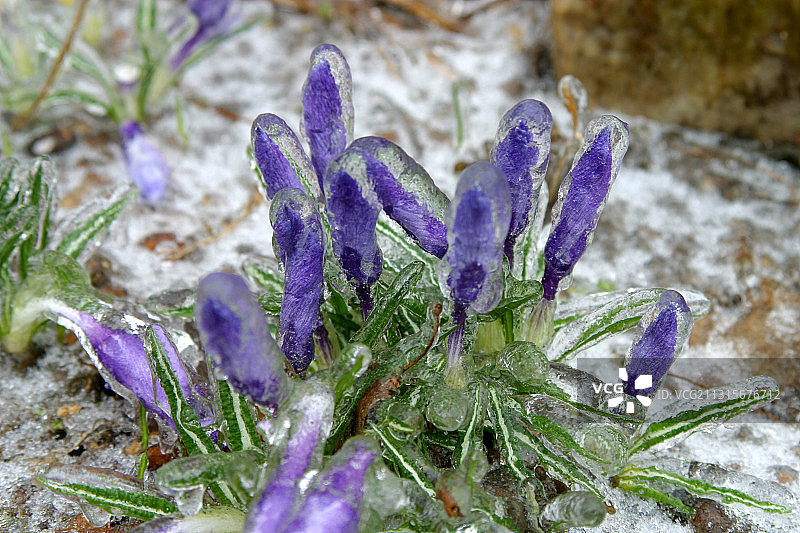 冰裹藏红花图片素材