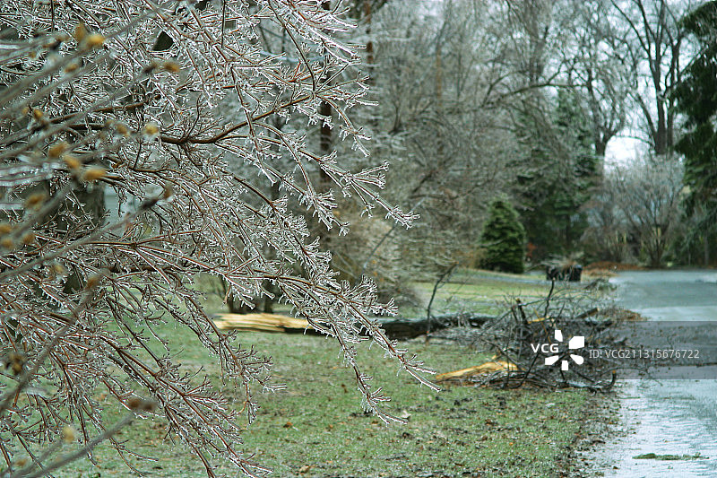 冰封的树枝图片素材