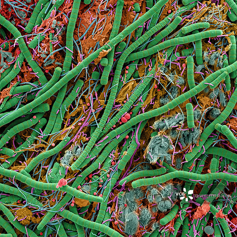 极端微生物群落图片素材
