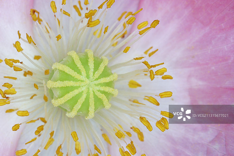 装饰罂粟花图片素材