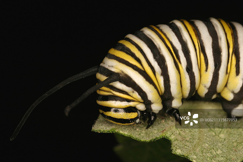 帝王蝶毛虫图片素材
