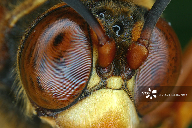 致命黄蜂图片素材
