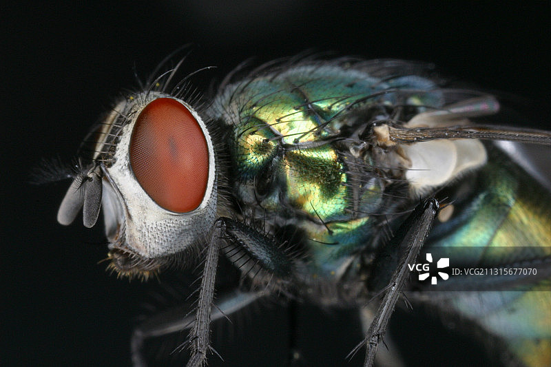 绿色丽蝇图片素材