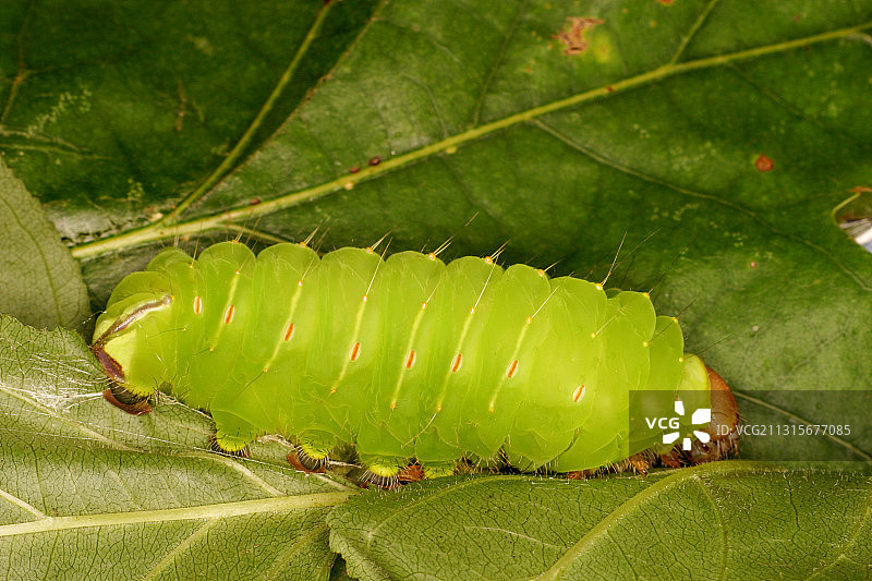大蚕蛾毛毛虫图片素材