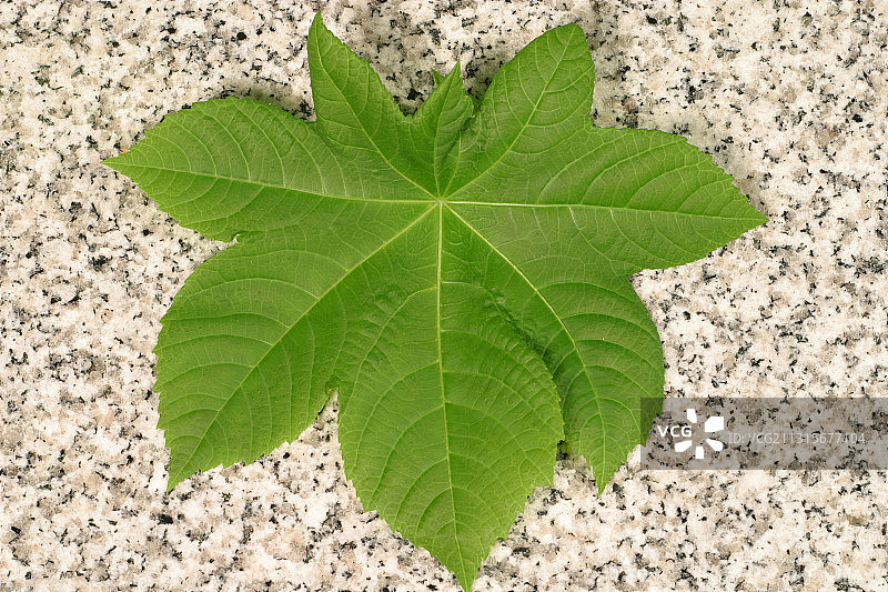 蓖麻叶图片素材