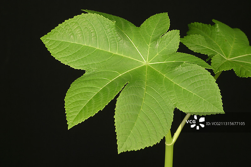 蓖麻叶图片素材