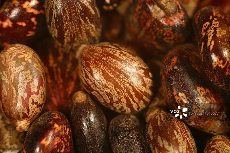 蓖麻籽图片素材