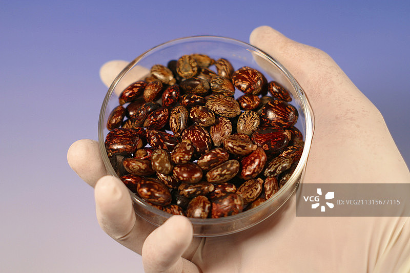 蓖麻籽拼盘图片素材