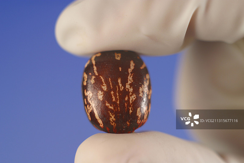 蓖麻籽图片素材