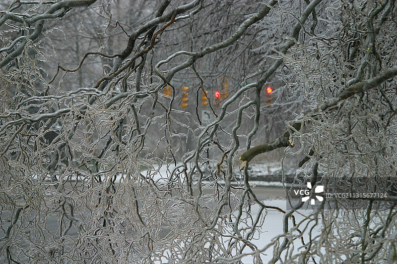 冰暴覆盖的树木图片素材