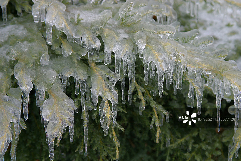 覆冰的北美乔柏图片素材