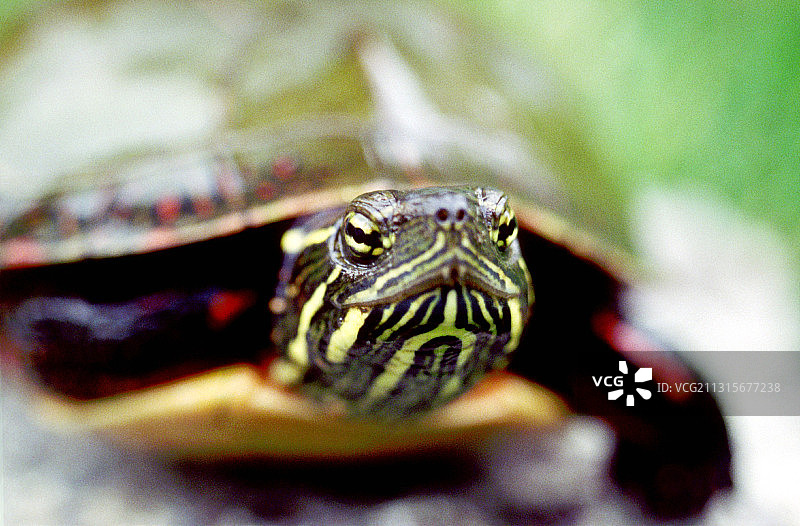 彩绘乌龟图片素材