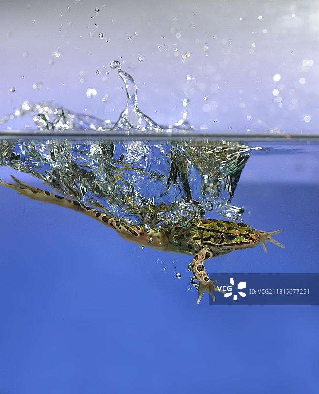 青蛙跳入水中图片素材