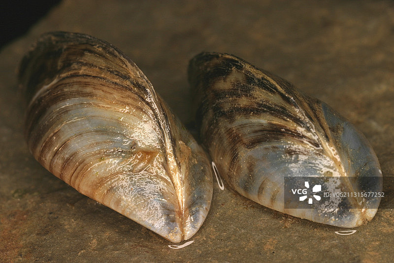 斑马贻贝图片素材