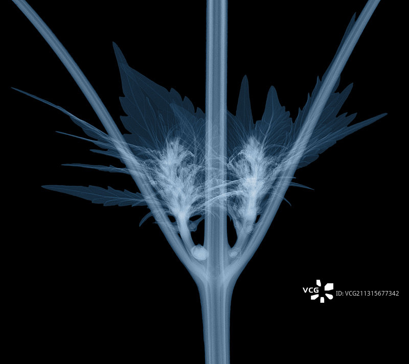 大麻植物的X射线图图片素材