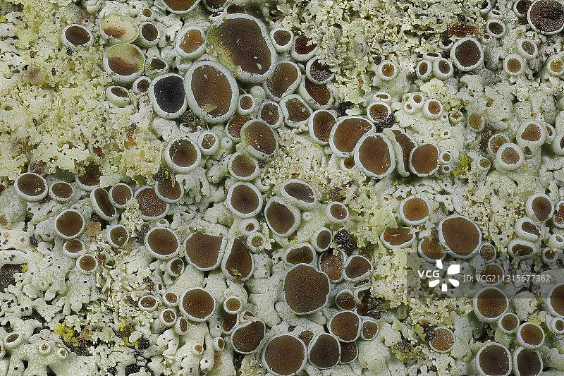 小垂梅衣图片素材