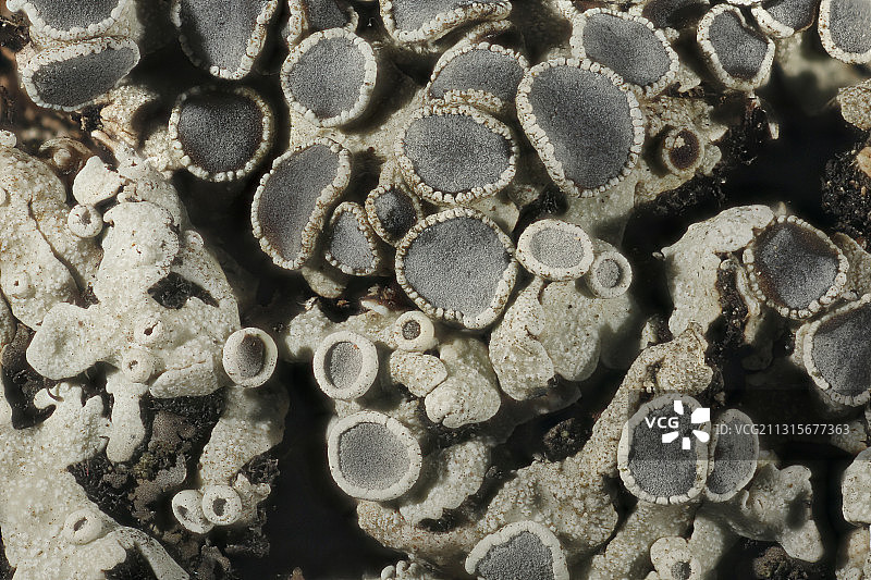 小垂梅衣图片素材