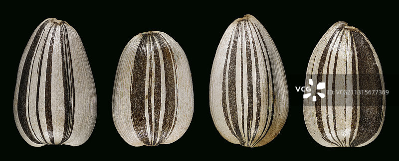 向日葵的种子图片素材