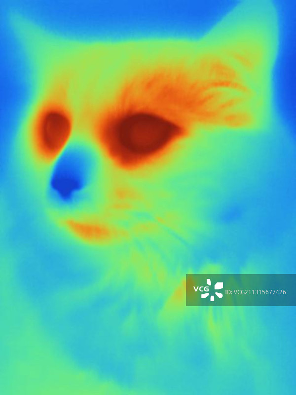 猫的热成像图图片素材