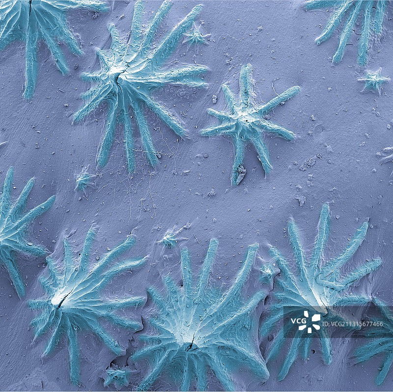 粗糙的鲨鱼皮，扫描电镜图片素材