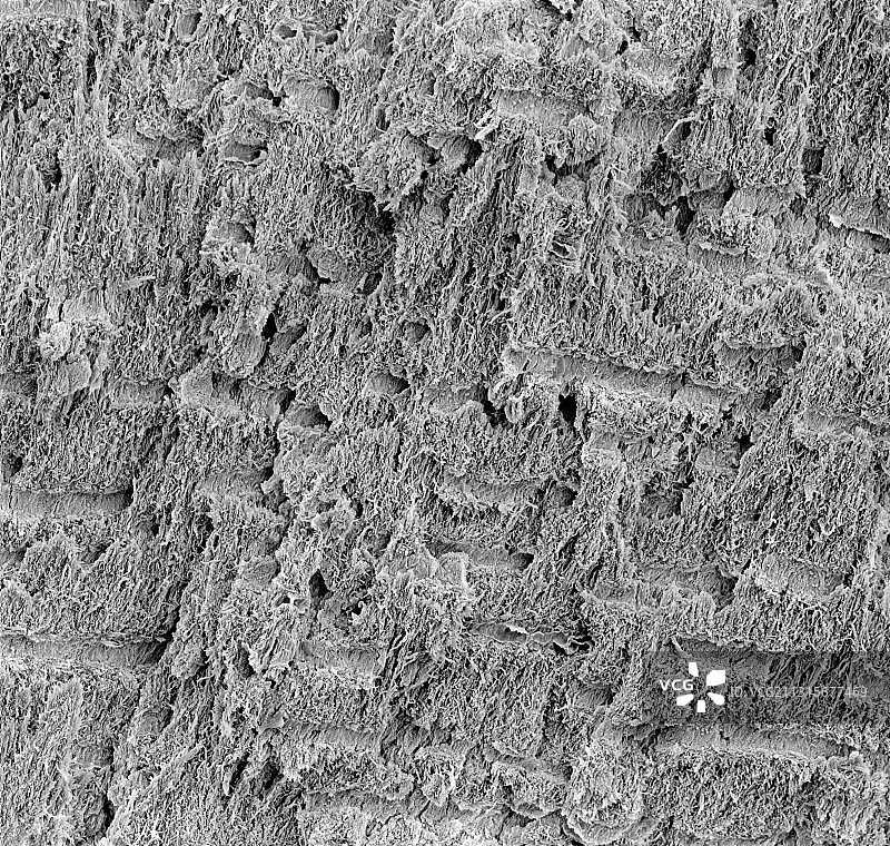 猛犸象牙，扫描电镜图图片素材