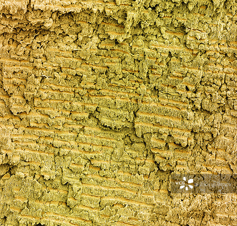 猛犸象牙，扫描电镜图图片素材