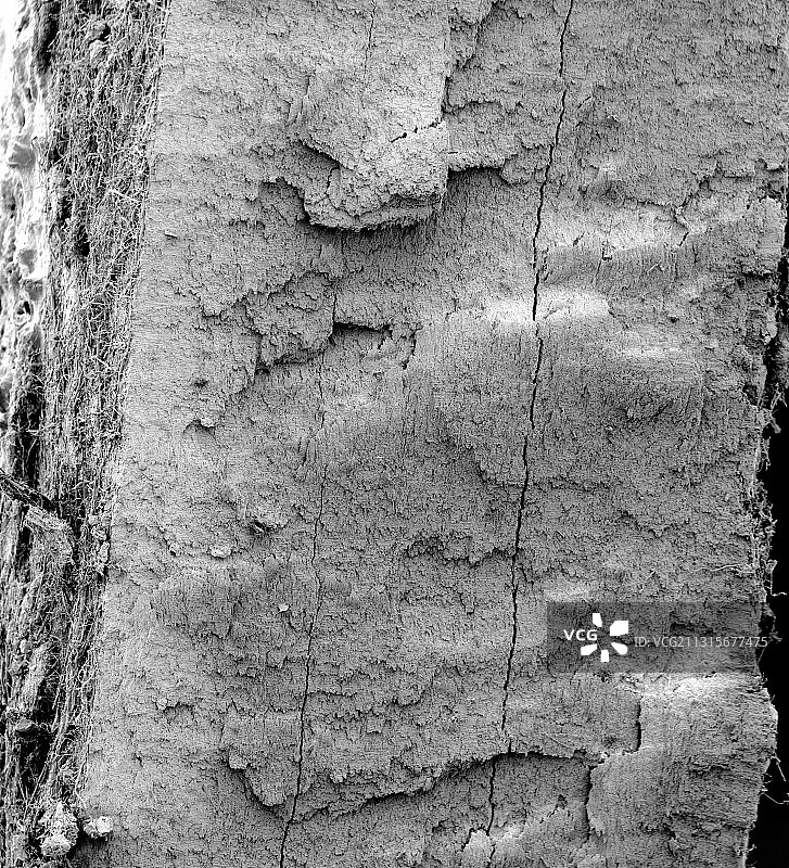 猛犸象牙，扫描电镜图图片素材