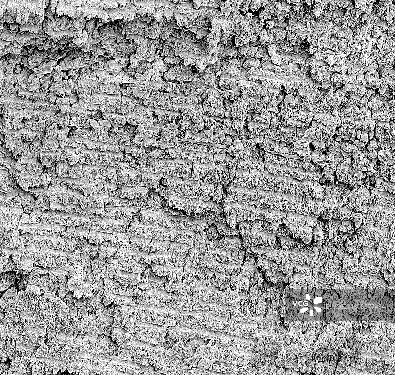 猛犸象牙，扫描电镜图图片素材