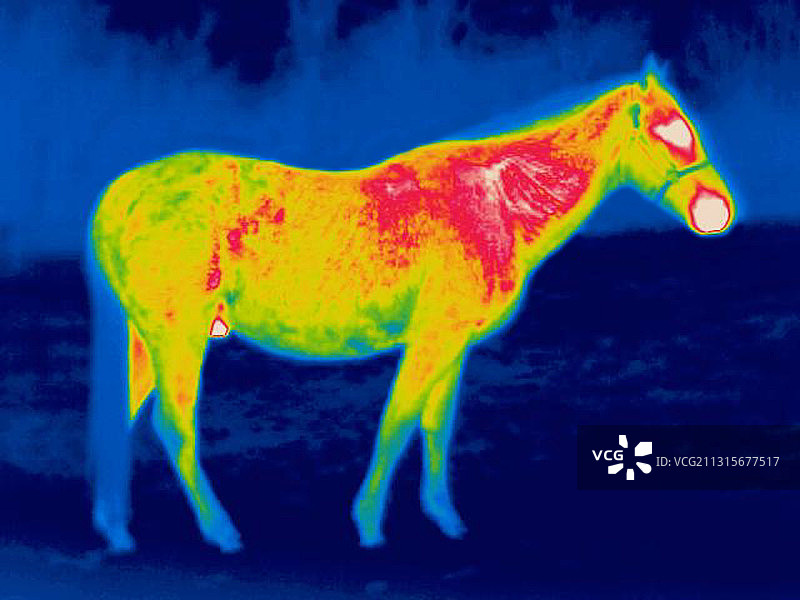 马的热成像图图片素材