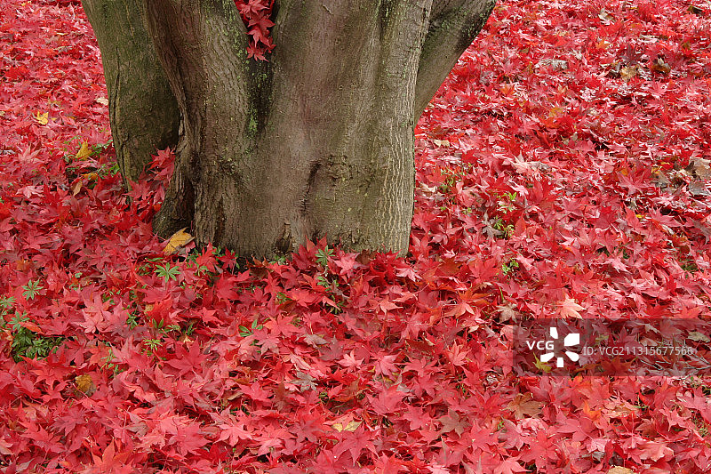 日式红枫叶图片素材