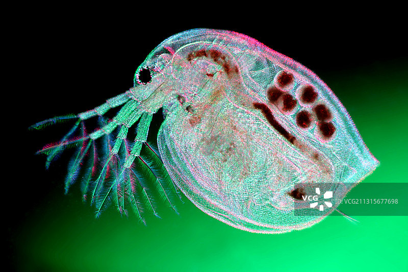 水蚤（大型蚤）图片素材