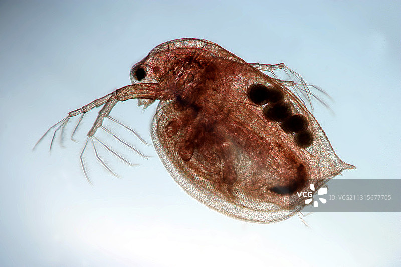 水蚤（大型蚤）图片素材