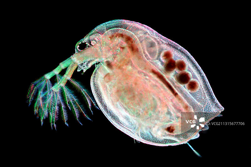 水蚤（大型蚤）图片素材