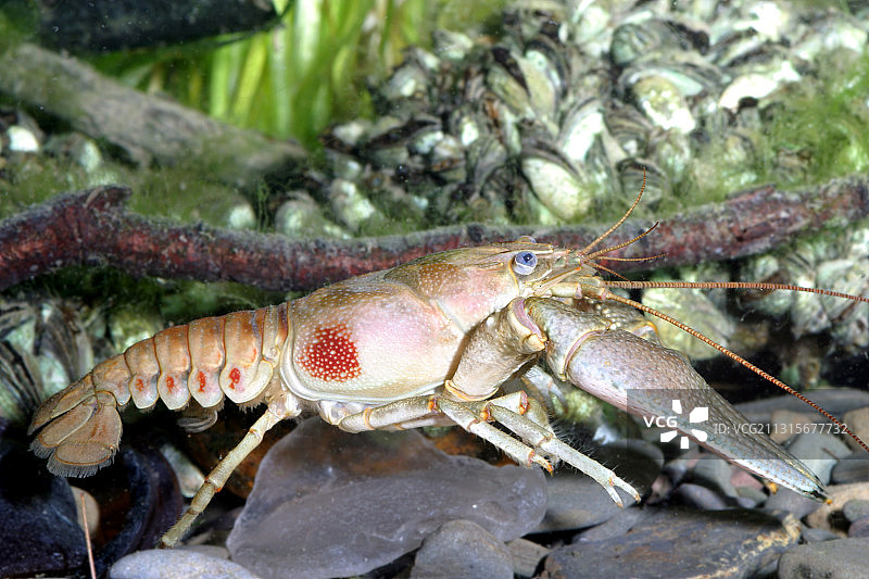 锈色斑纹螯虾图片素材