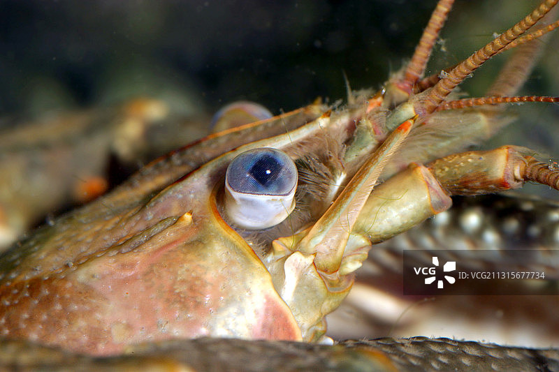 锈色斑纹螯虾图片素材