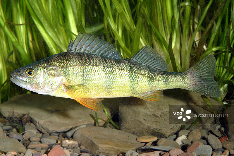 黄鲈鱼图片素材