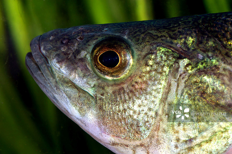 黄鲈鱼图片素材