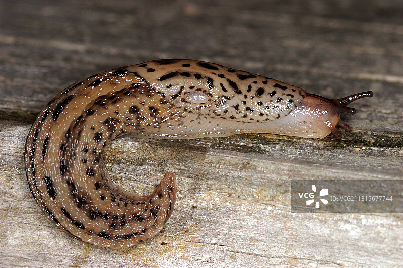 大蛞蝓(Limax maximus)图片素材