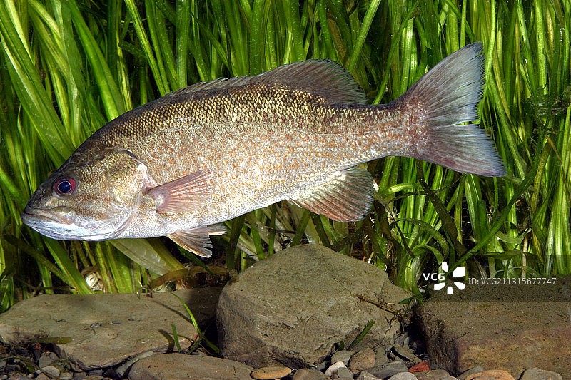 小口黑鲈图片素材