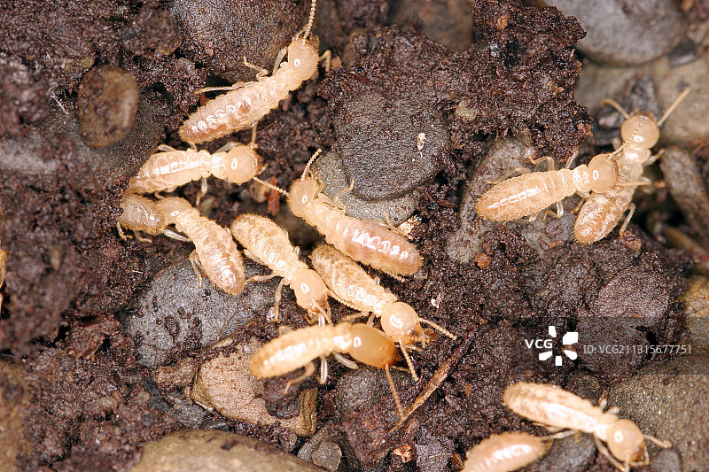 白蚁巢穴图片素材