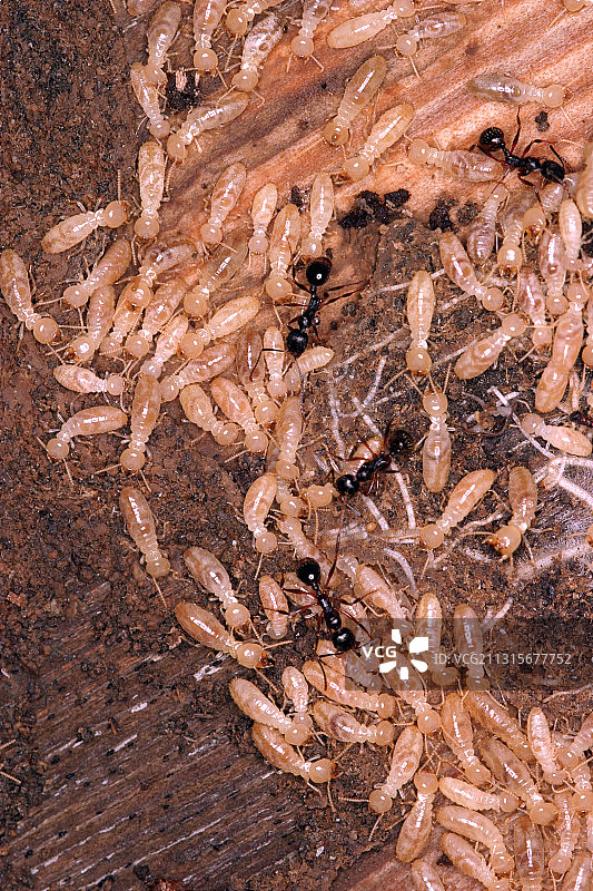 白蚁巢穴图片素材